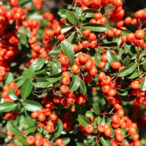 ΠΥΡΑΚΑΝΘΟΣ – Pyracantha coccinea - 1